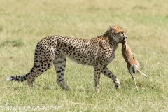 guepard / cheetah