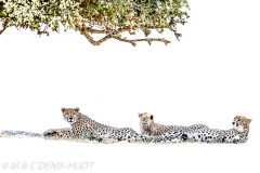 guepard / cheetah