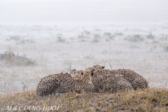 guepard / cheetah