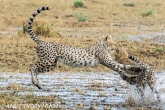 guepard / cheetah