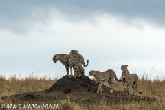 guepard / cheetah