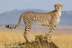 guepard / cheetah