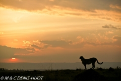 guepard / cheetah