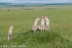 guepard / cheetah