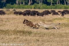 guepard / cheetah