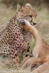 guepard / cheetah