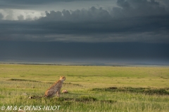 guepard / cheetah