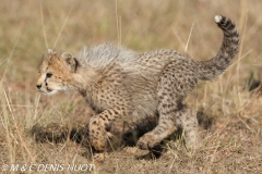 guepard / cheetah