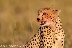 guepard / cheetah