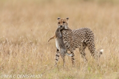 guepard / cheetah