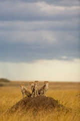 Guepard, Acinonyx Jubatus,