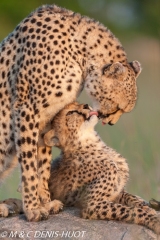 guepard / cheetah