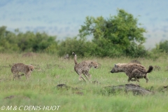 guepard / cheetah