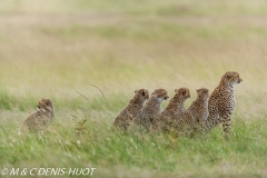 guepard / cheetah