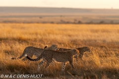 guepard / cheetah