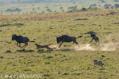 guepard / cheetah