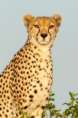 Guepard, Acinonyx Jubatus,