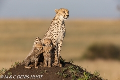 guepard / cheetah