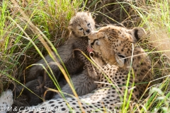 guepard / cheetah