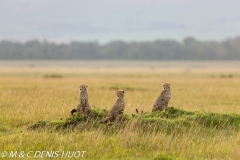 guepard / cheetah