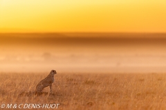 guepard / cheetah