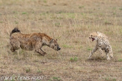 guepard / cheetah