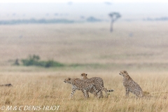 guepard / cheetah