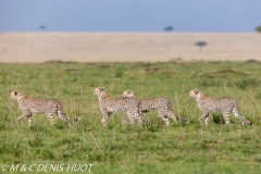 guepard / cheetah