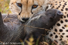 guepard / cheetah