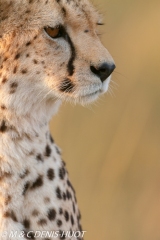 guepard / cheetah