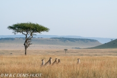 guepard / cheetah