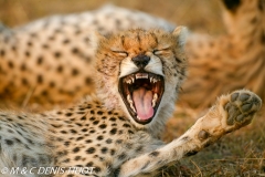 guepard / cheetah