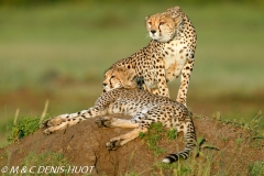 guepard / cheetah