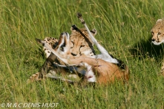 guepard / cheetah