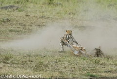 guepard / cheetah