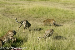 guepard / cheetah