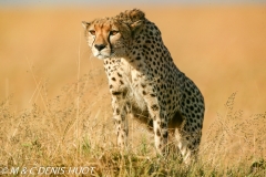 guepard / cheetah