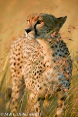 guepard / cheetah