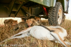 guepard / cheetah