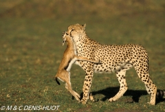 guepard / cheetah