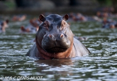 hippopotame