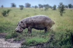 hippopotame