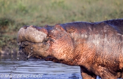 hippopotame