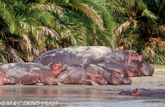 hippopotame