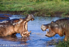 hippopotame