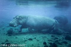 hippopotame