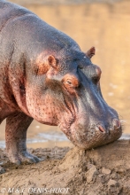 hippopotame