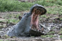 hippopotame