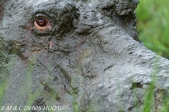 hippopotame