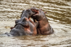 hippopotame